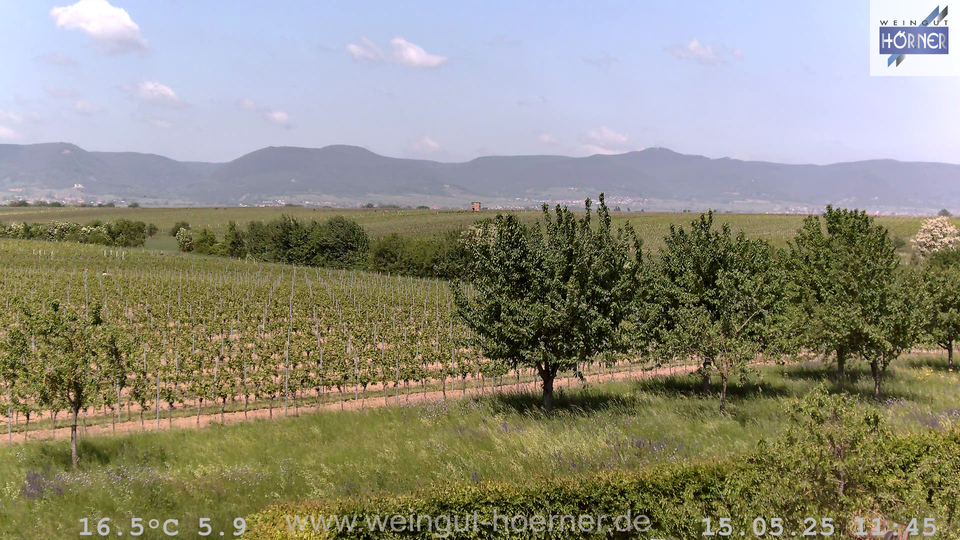 Webcam Weinberge Hochstadt