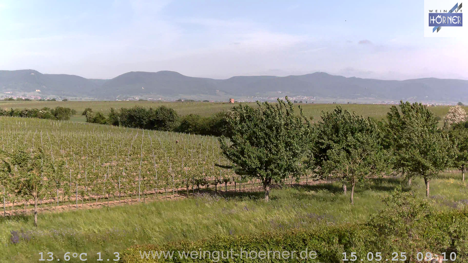 Webcam Weinberge Hochstadt