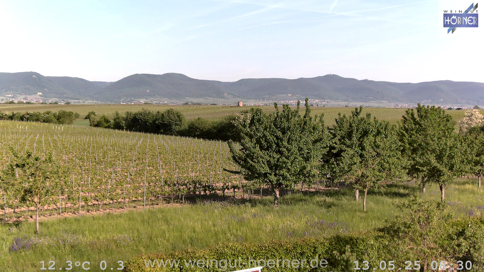 Webcam Weinberge Hochstadt