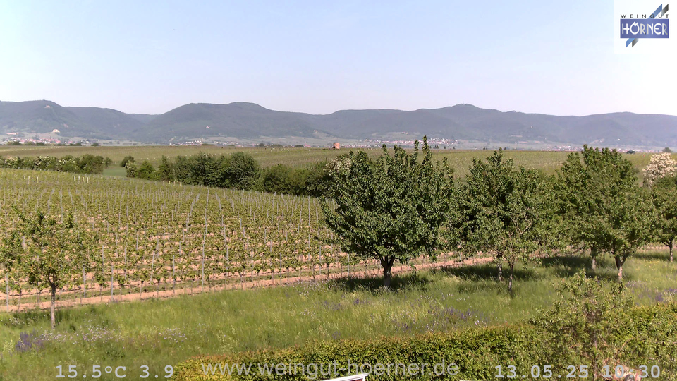 Webcam Weinberge Hochstadt