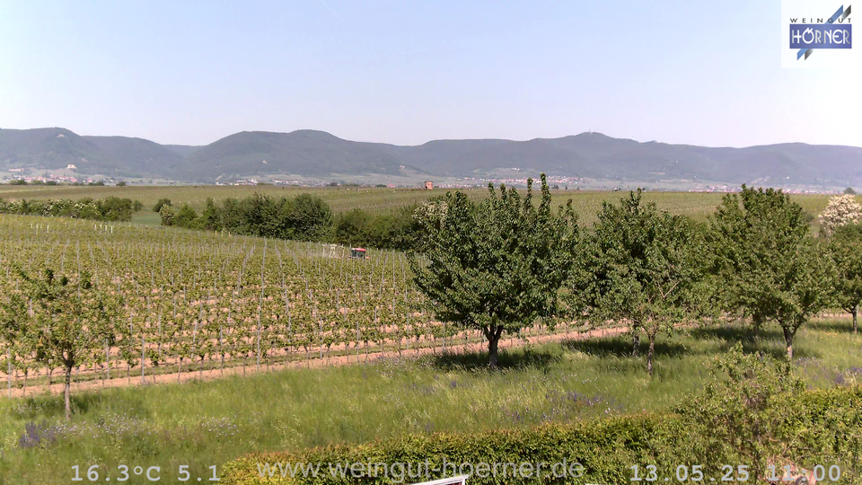 Webcam Weinberge Hochstadt