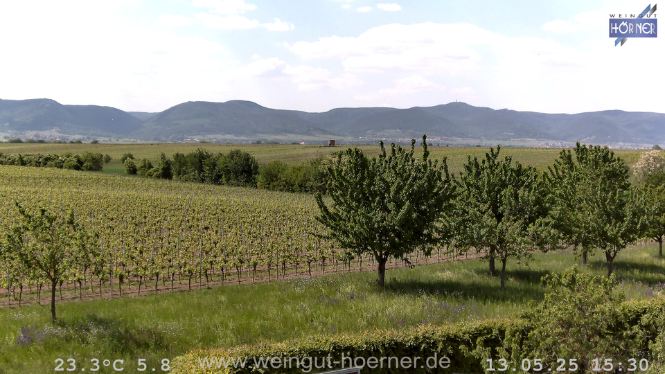 Webcam Weinberge Hochstadt