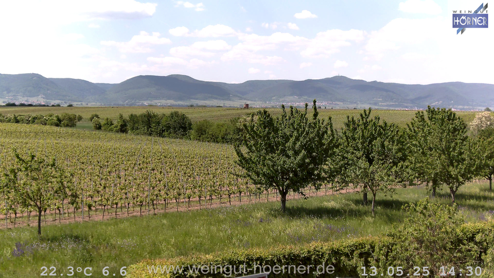 Webcam Weinberge Hochstadt