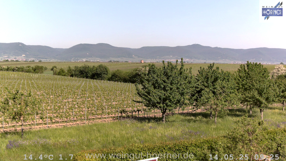 Webcam Weinberge Hochstadt