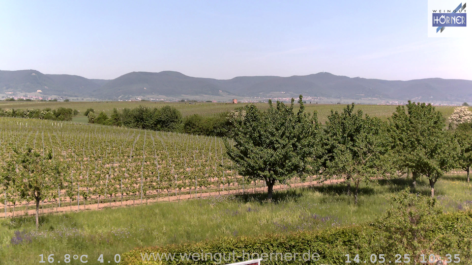 Webcam Weinberge Hochstadt