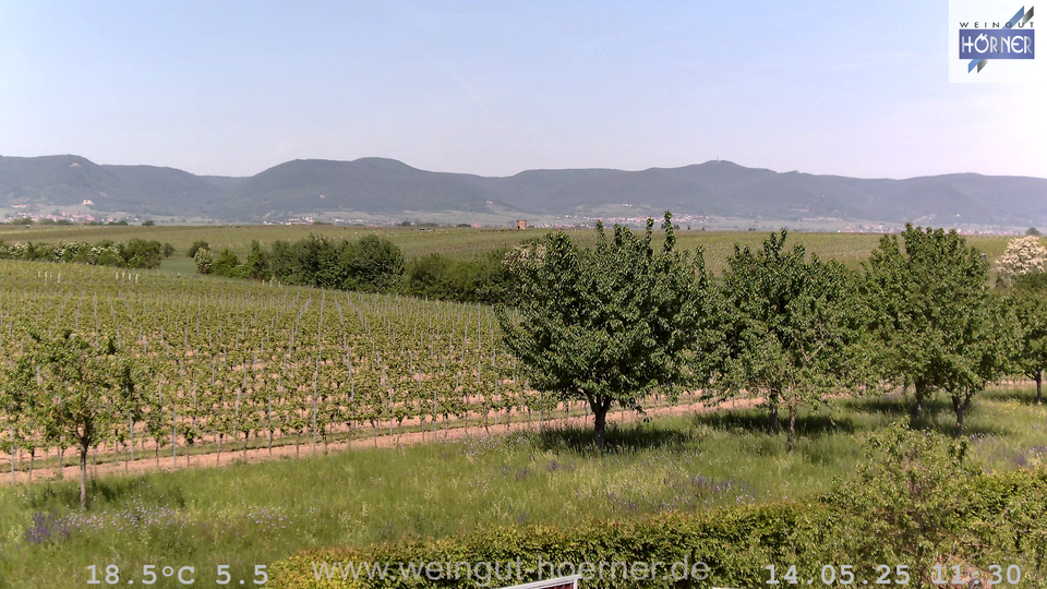 Webcam Weinberge Hochstadt