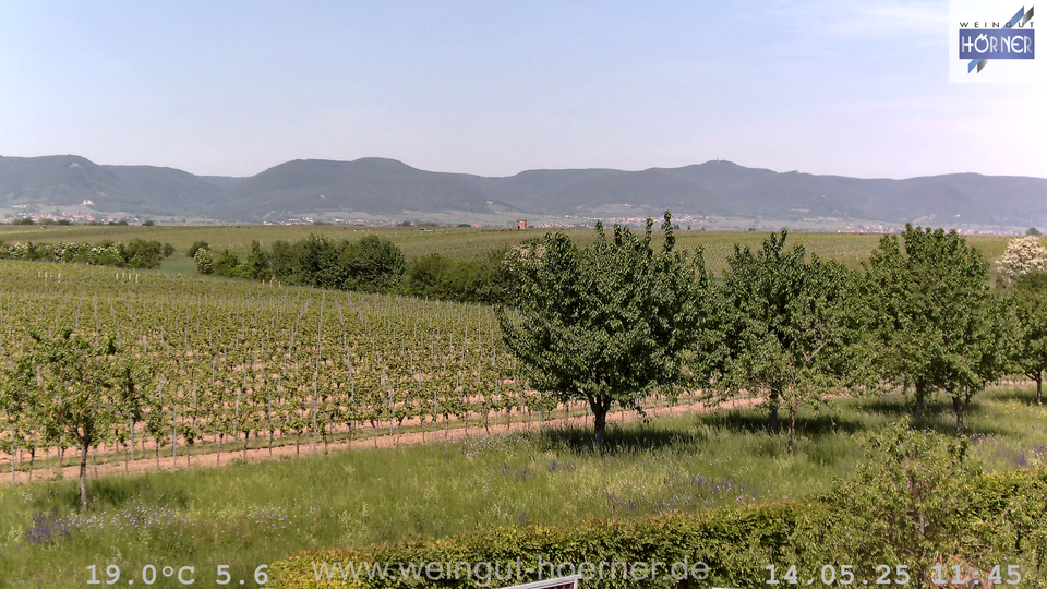 Webcam Weinberge Hochstadt