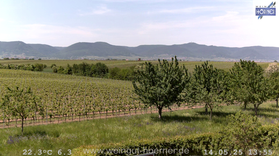 Webcam Weinberge Hochstadt