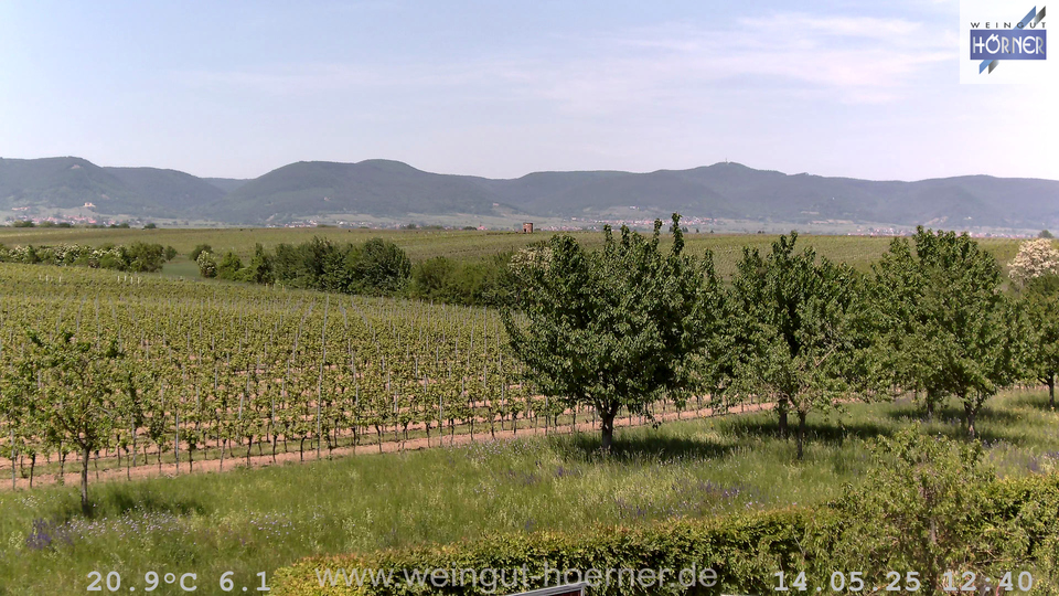 Webcam Weinberge Hochstadt