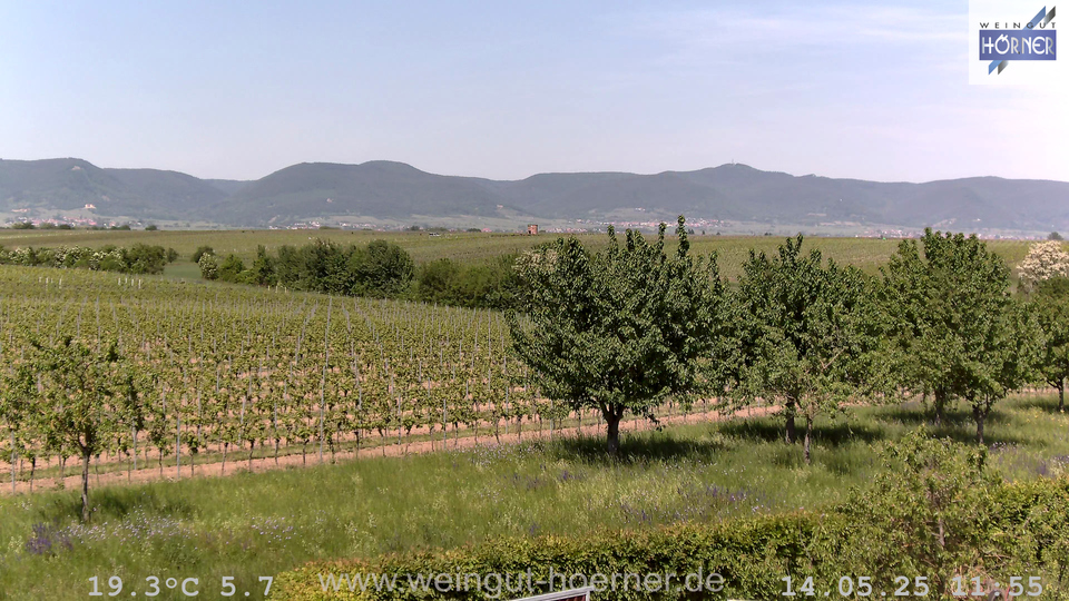 Webcam Weinberge Hochstadt