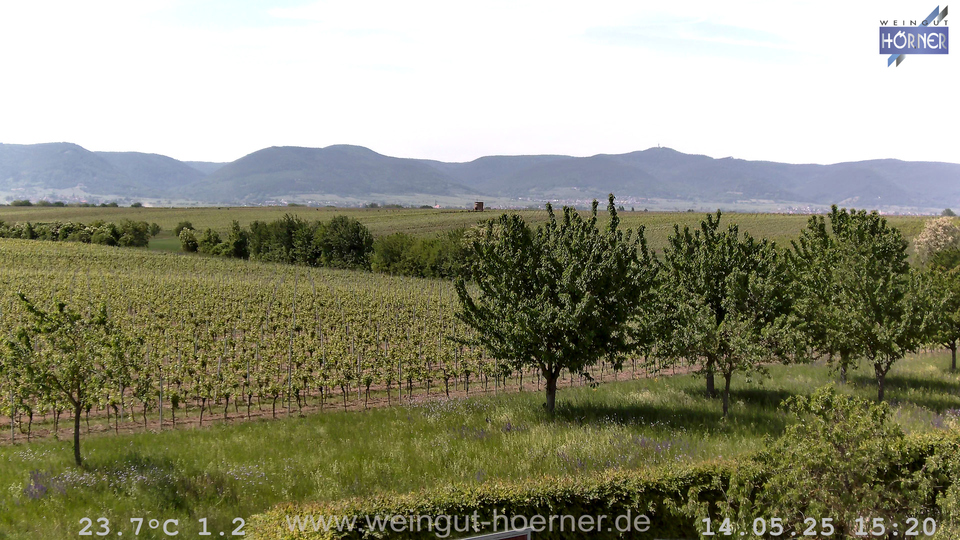 Webcam Weinberge Hochstadt