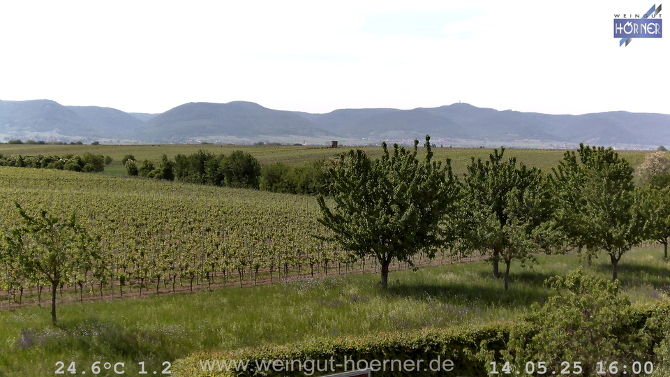Webcam Weinberge Hochstadt