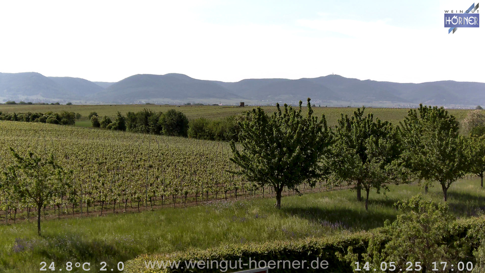 Webcam Weinberge Hochstadt