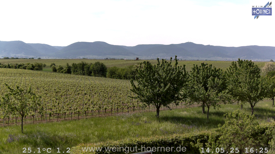 Webcam Weinberge Hochstadt