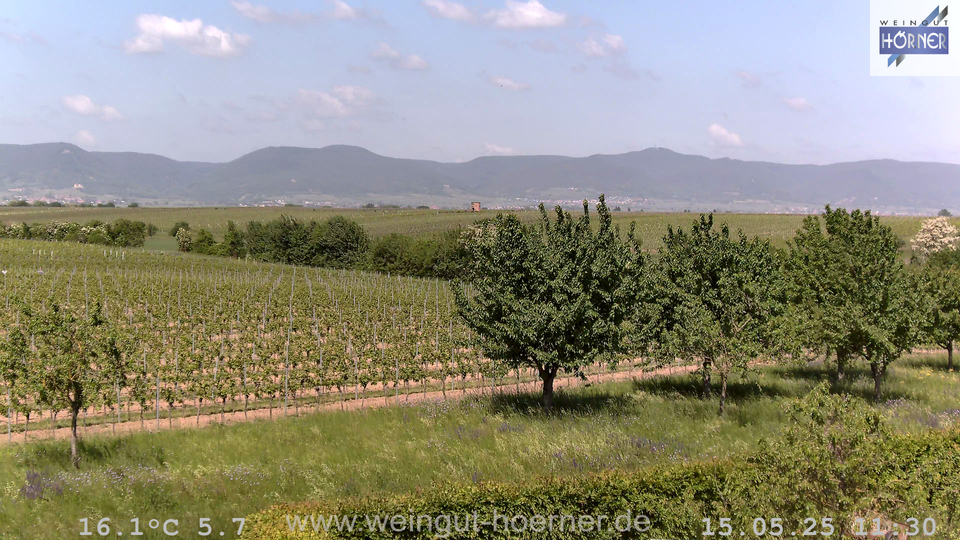 Webcam Weinberge Hochstadt