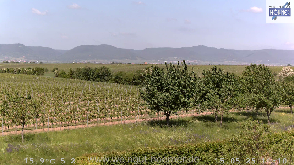 Webcam Weinberge Hochstadt