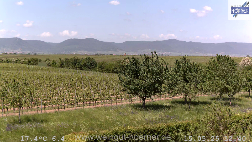 Webcam Weinberge Hochstadt