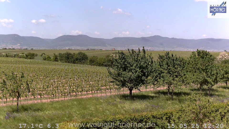 Webcam Weinberge Hochstadt