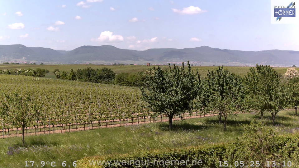 Webcam Weinberge Hochstadt
