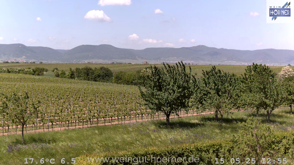 Webcam Weinberge Hochstadt