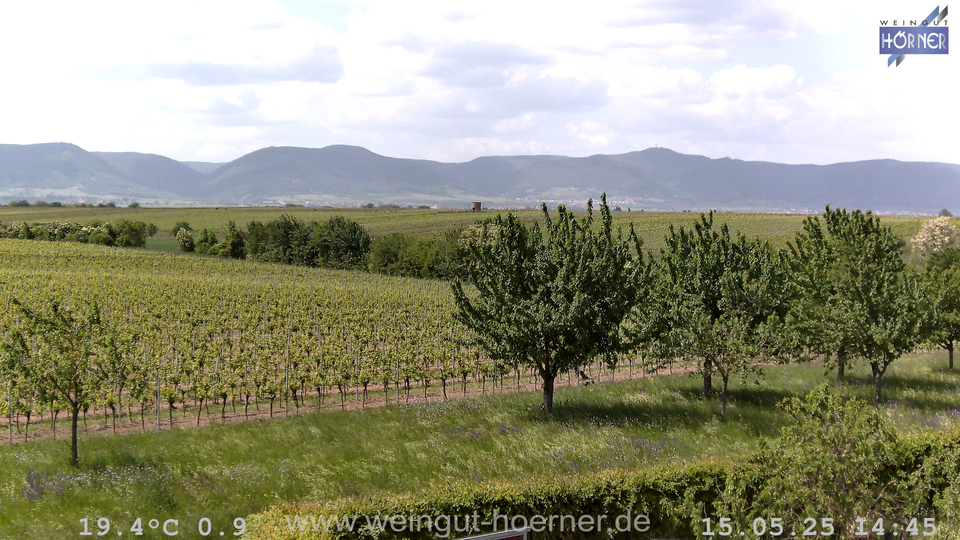 Webcam Weinberge Hochstadt