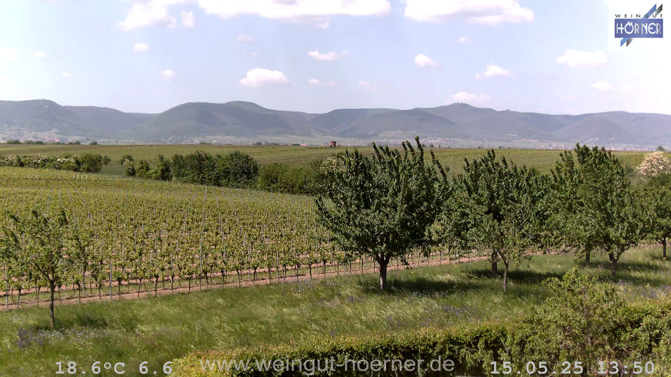 Webcam Weinberge Hochstadt
