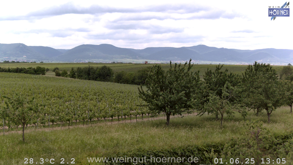 Webcam Weinberge Hochstadt