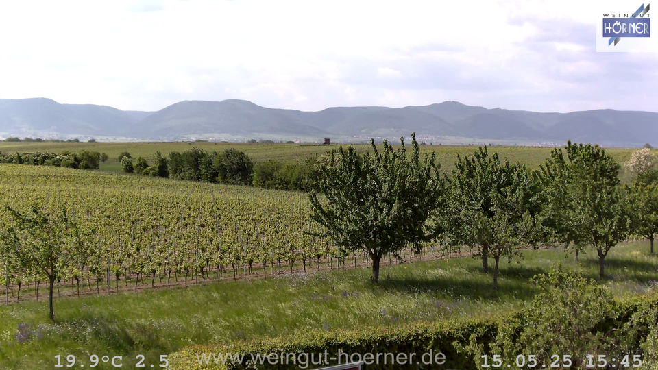 Webcam Weinberge Hochstadt