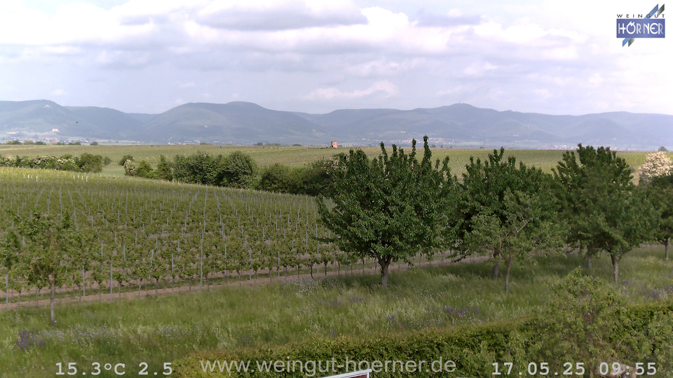 Webcam Weinberge Hochstadt
