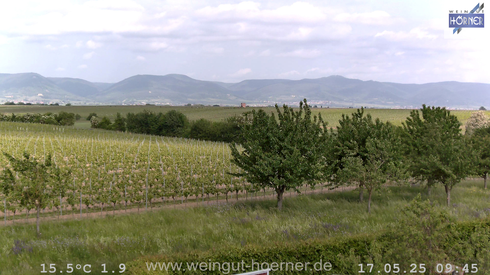 Webcam Weinberge Hochstadt