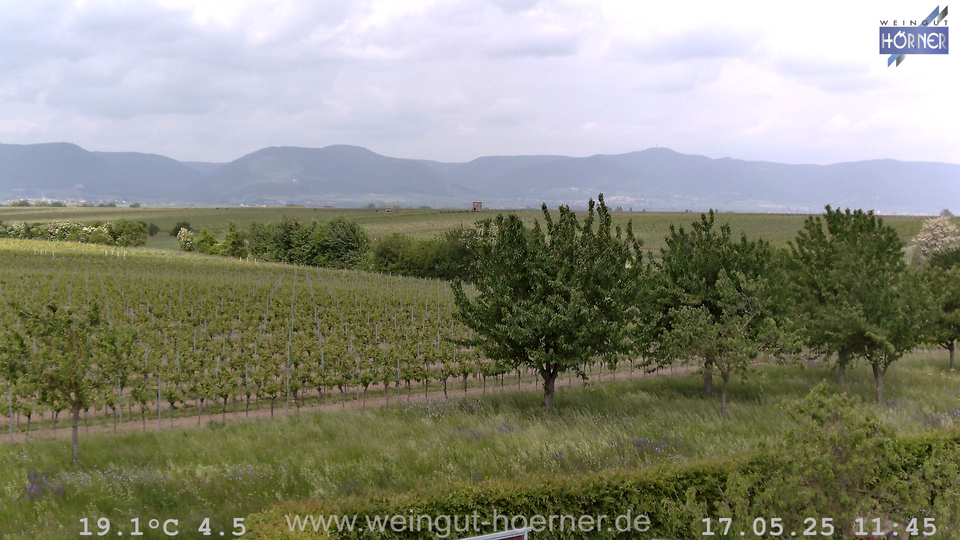 Webcam Weinberge Hochstadt