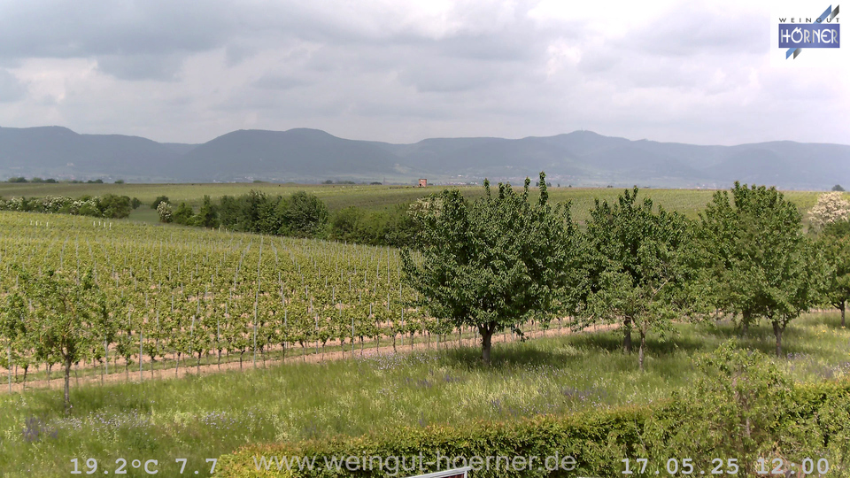 Webcam Weinberge Hochstadt