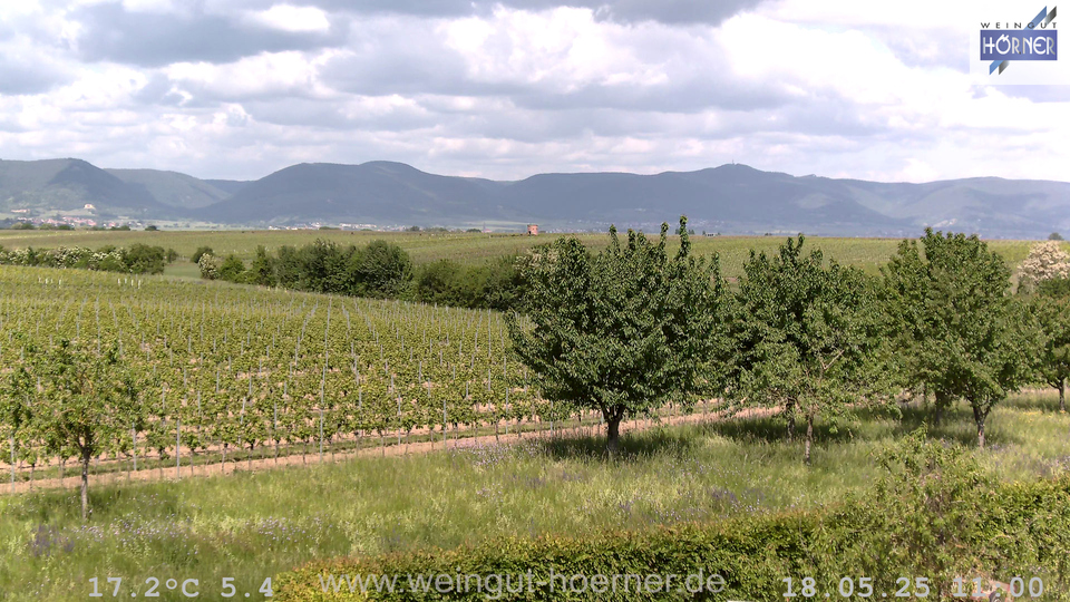Webcam Weinberge Hochstadt