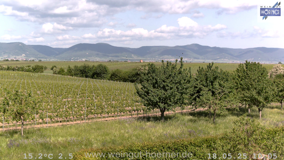 Webcam Weinberge Hochstadt