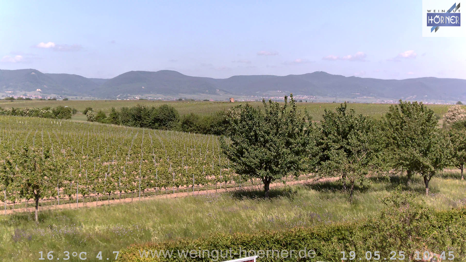 Webcam Weinberge Hochstadt