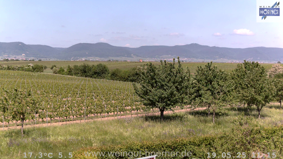 Webcam Weinberge Hochstadt