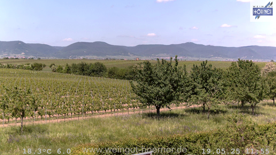 Webcam Weinberge Hochstadt