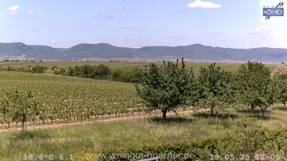 Webcam Weinberge Hochstadt