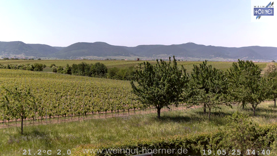 Webcam Weinberge Hochstadt