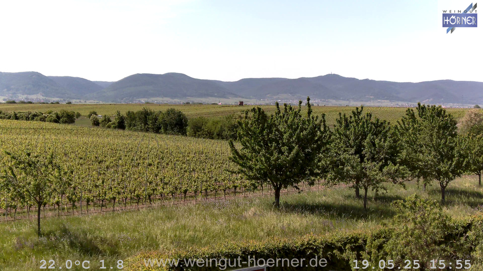 Webcam Weinberge Hochstadt