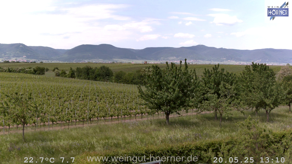 Webcam Weinberge Hochstadt