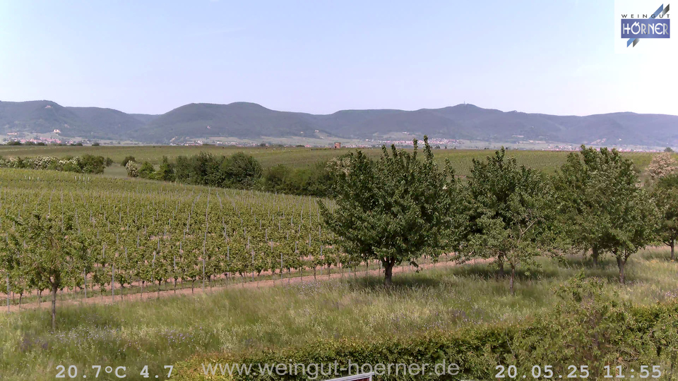 Webcam Weinberge Hochstadt