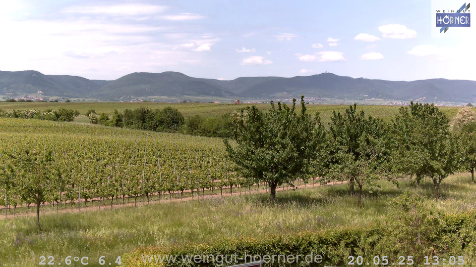 Webcam Weinberge Hochstadt