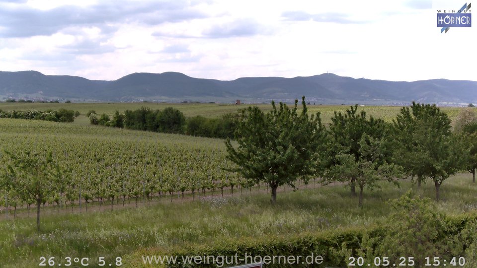 Webcam Weinberge Hochstadt