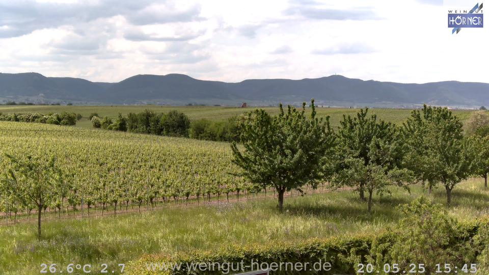 Webcam Weinberge Hochstadt