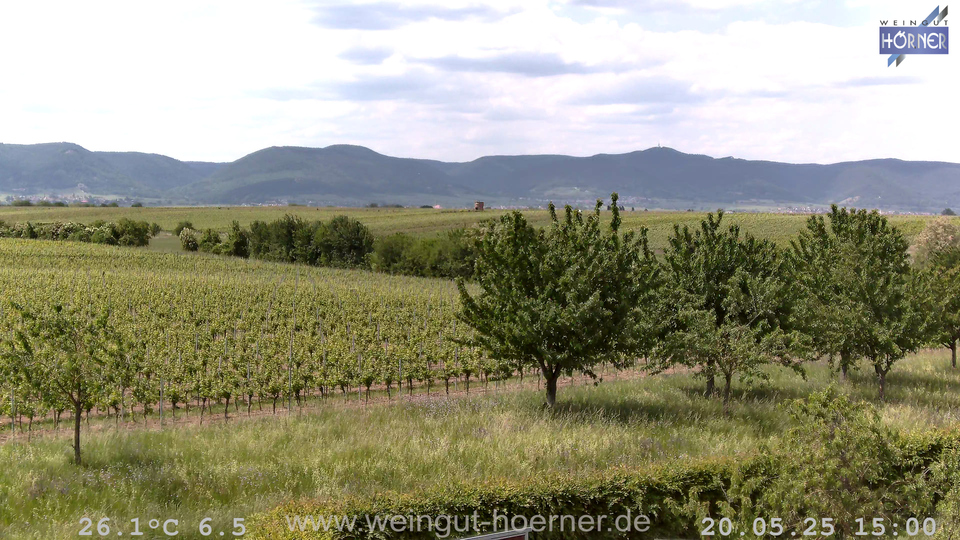 Webcam Weinberge Hochstadt