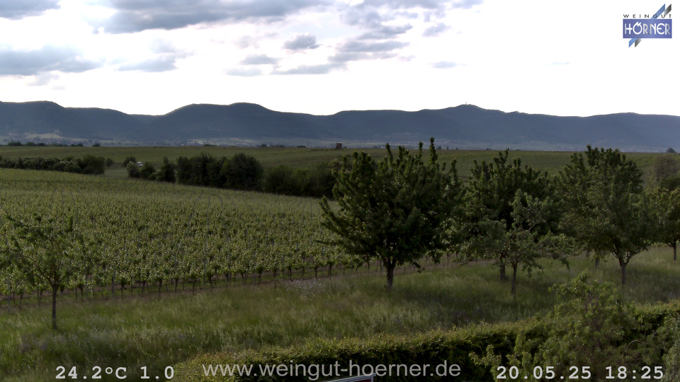 Webcam Weinberge Hochstadt