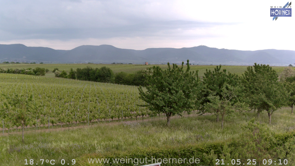 Webcam Weinberge Hochstadt