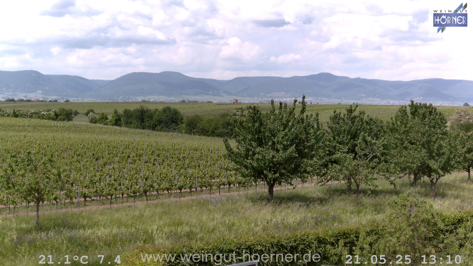 Webcam Weinberge Hochstadt