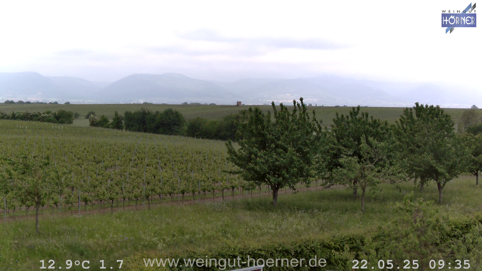 Webcam Weinberge Hochstadt
